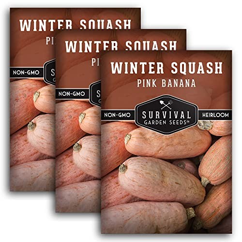 Pink Banana Winter Squash Seeds for Planting – Heirloom Non GMO Vegetable 3