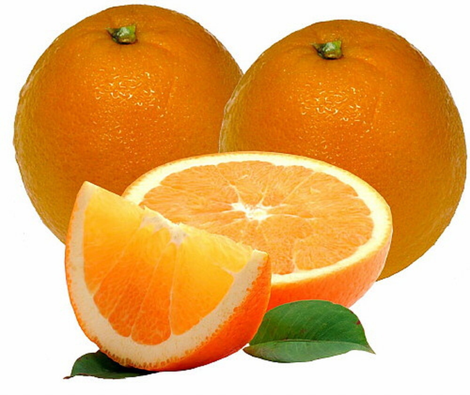 Washington Navel Semi-Dwarf Orange Tree, 1-2 yo, 1-2 feet tall, grafted