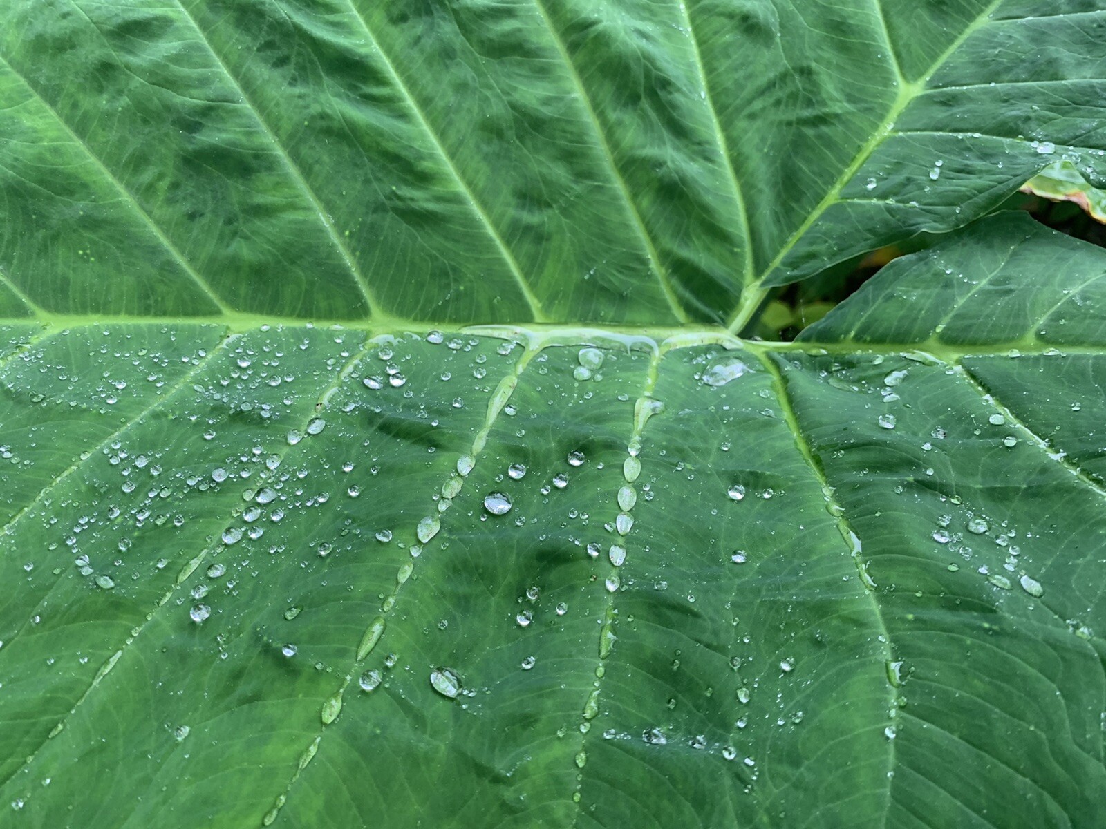 Colocasia Elephant Ear Giant Live Young Starter Plant in a 4” pot.