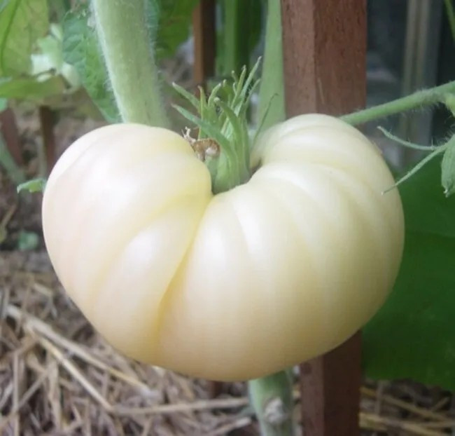 30+ Great White Tomato Beefsteak Seeds —- Heirloom – Organic – NON GMO — RARE