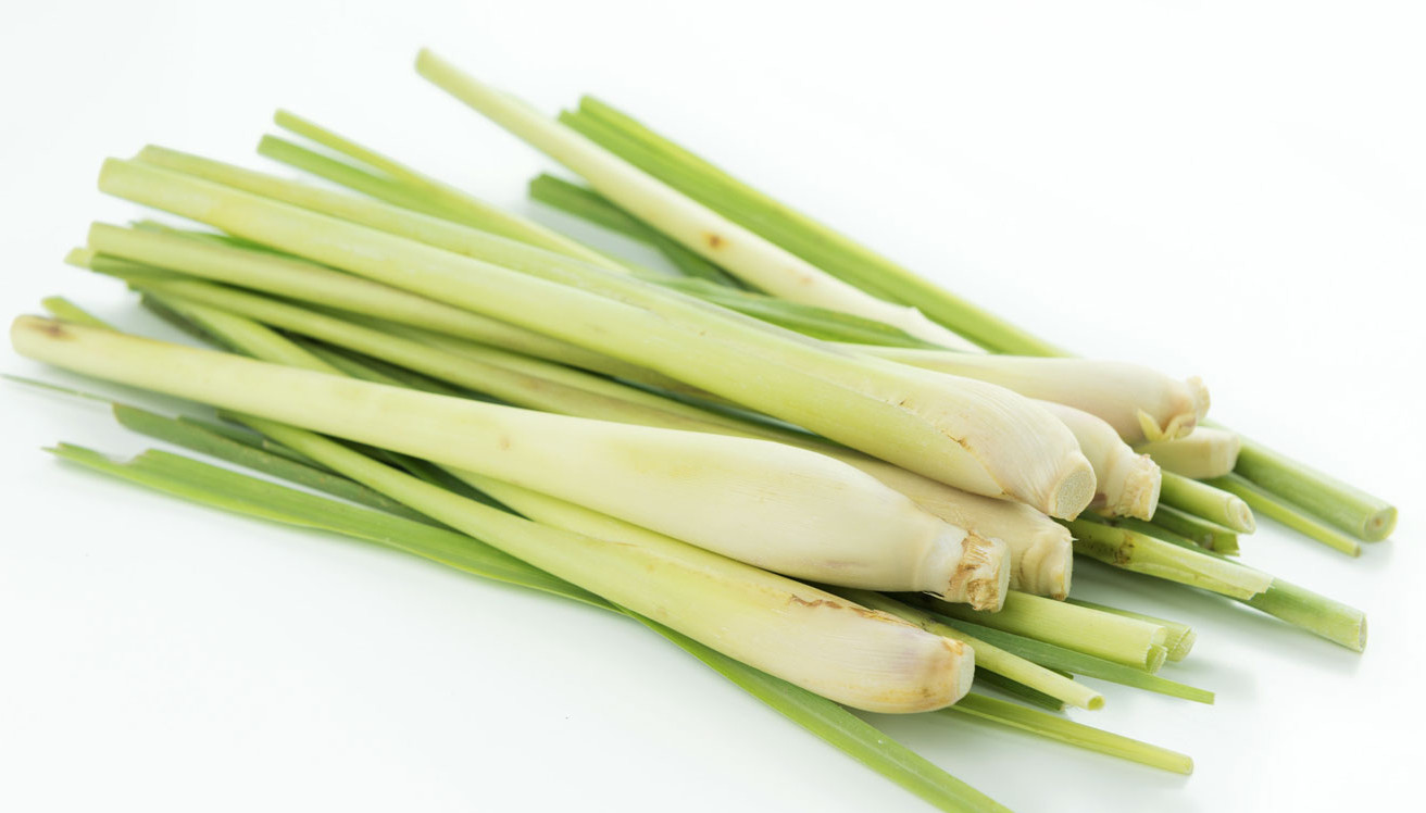 3 Rooting Lemongrass Stalks Cymbopogon Herb Sereh Plant EZ to Grow Lemon Grass