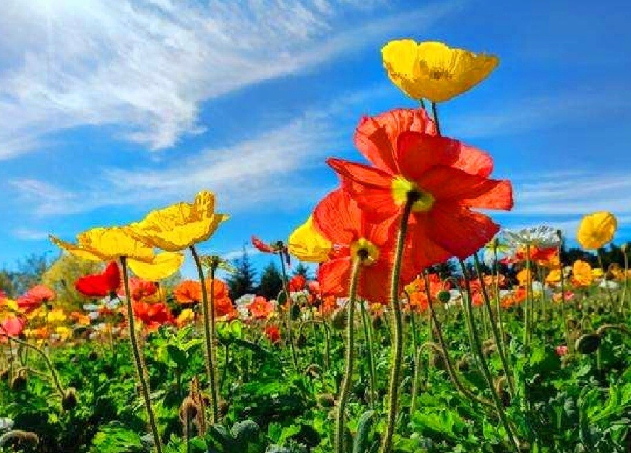 8000 Red Papaver Rhoeas Seeds Poppy Heirloom Rare Poppies Himalayan Meconopsis