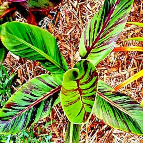 20 Red Tiger Darjeeling Banana Plant Tree Seeds (Musa sikkimensis) Hardy-Zone 5