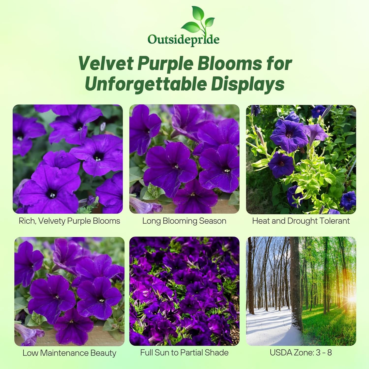 10000 Seeds Dark Purple Petunia Seed For Planting – Petunia Nana Compacta