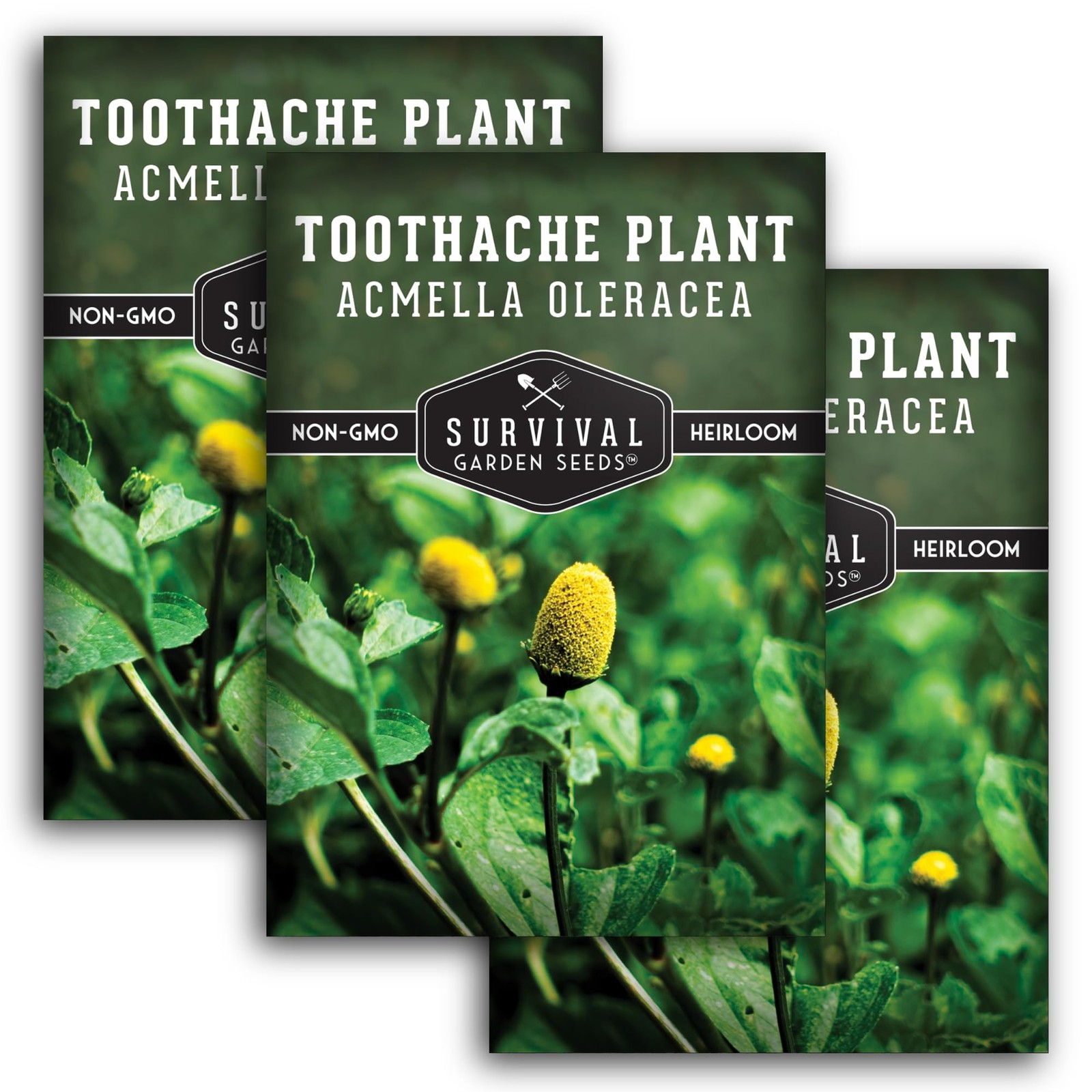 Toothache Plant Seeds Spilanthes Buzz Button Medicinal Herb Heirloom