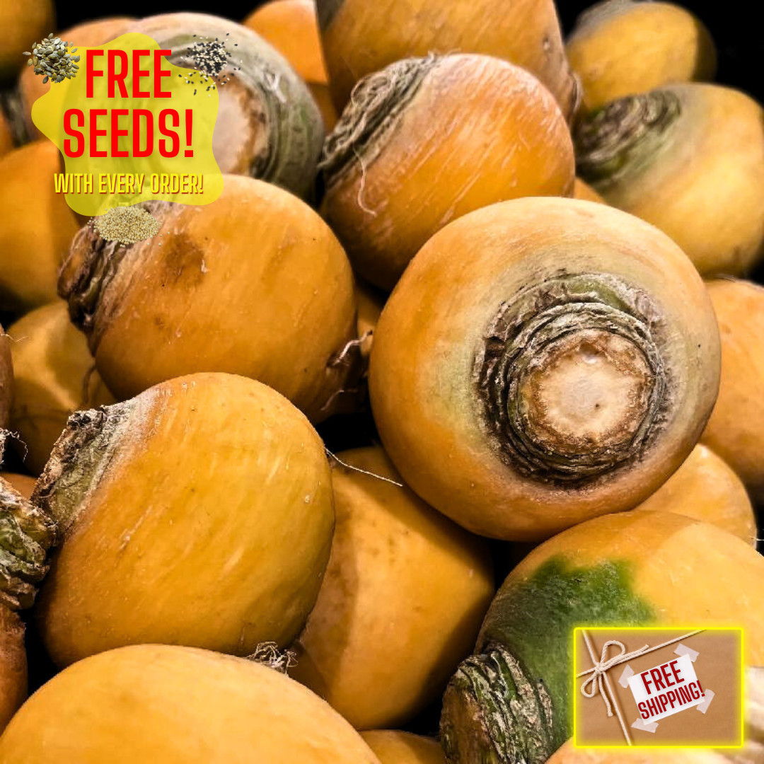 Fresh Premium Golden Globe Turnip Seeds | Heirloom Non-GMO | Vegetable Seeds
