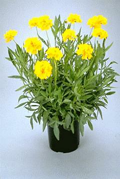 Coreopsis grandiflora Early Sunrise 1,000 seeds