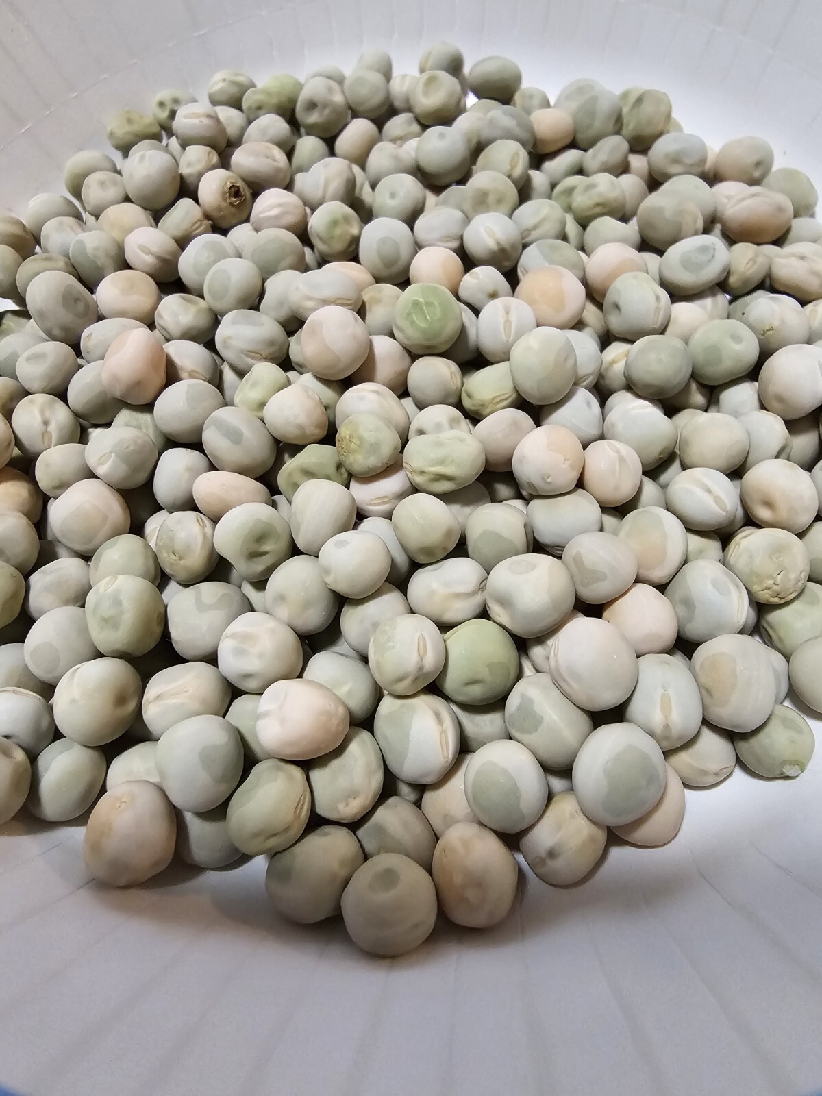 1/4 Lb. (400 or more) Oregon Sugar Pod Sweet Snow Pea Seed