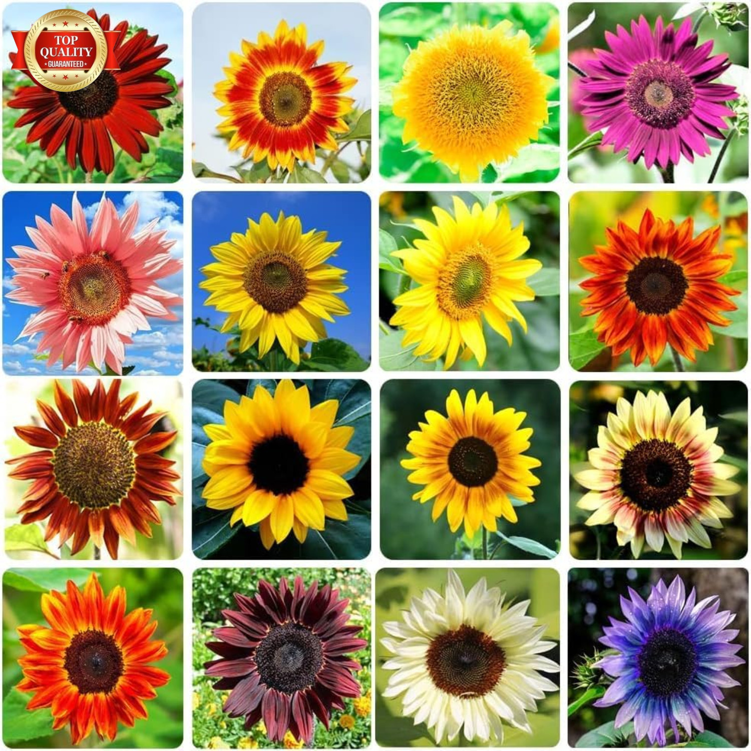 1000+ Sunflower Seeds for Planting Heirloom Non-Gmo, Bulk Package of 15 Varietie