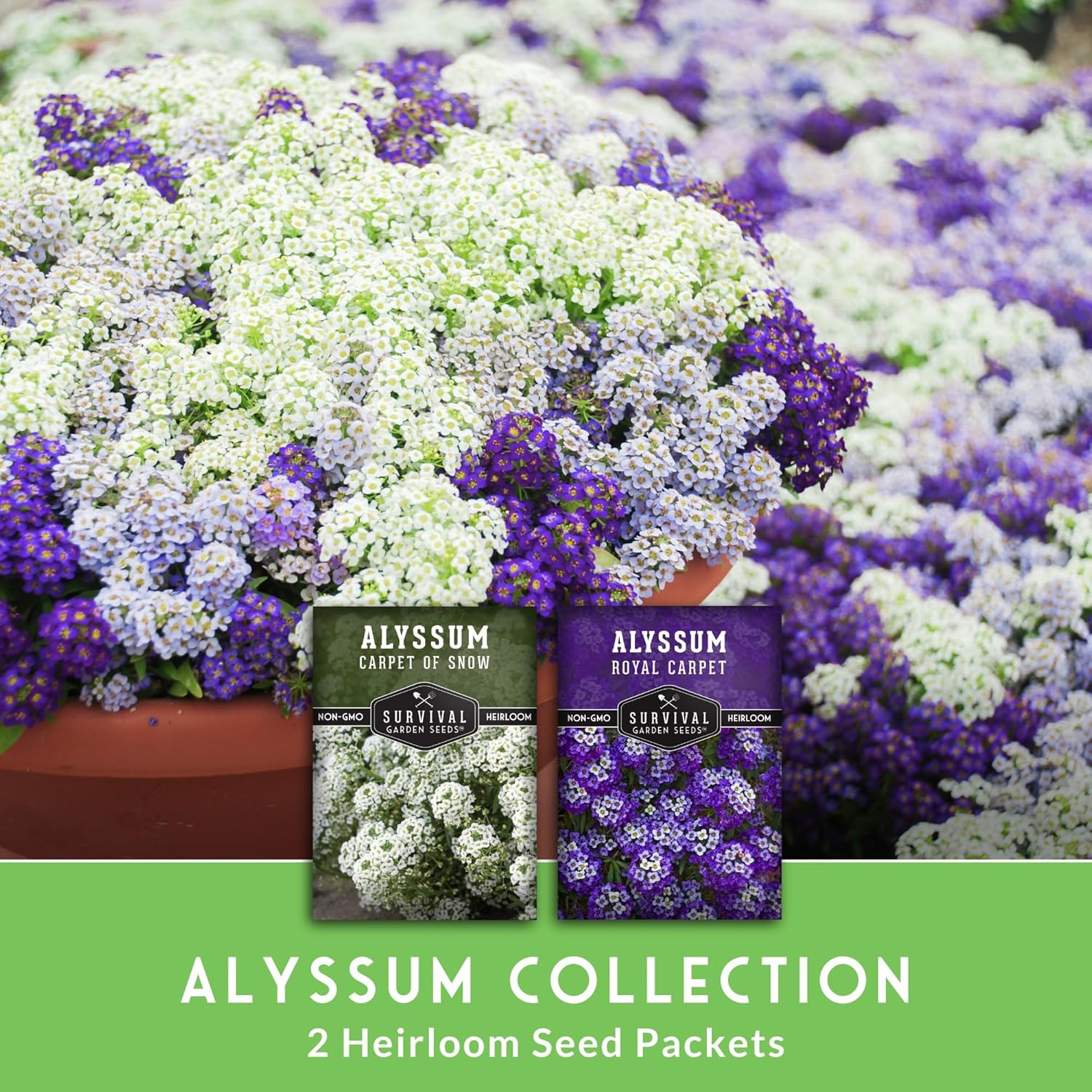 Alyssum Seeds for Planting – 2 Varieties | Purple Royal Carpet & White Carpet of