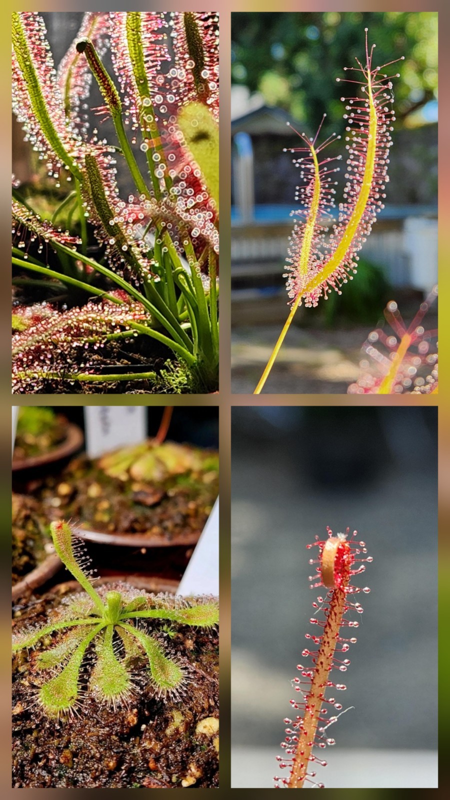 CARNIVOROUS PLANT 4 PACK- LIVE-FBCS (Sundews)