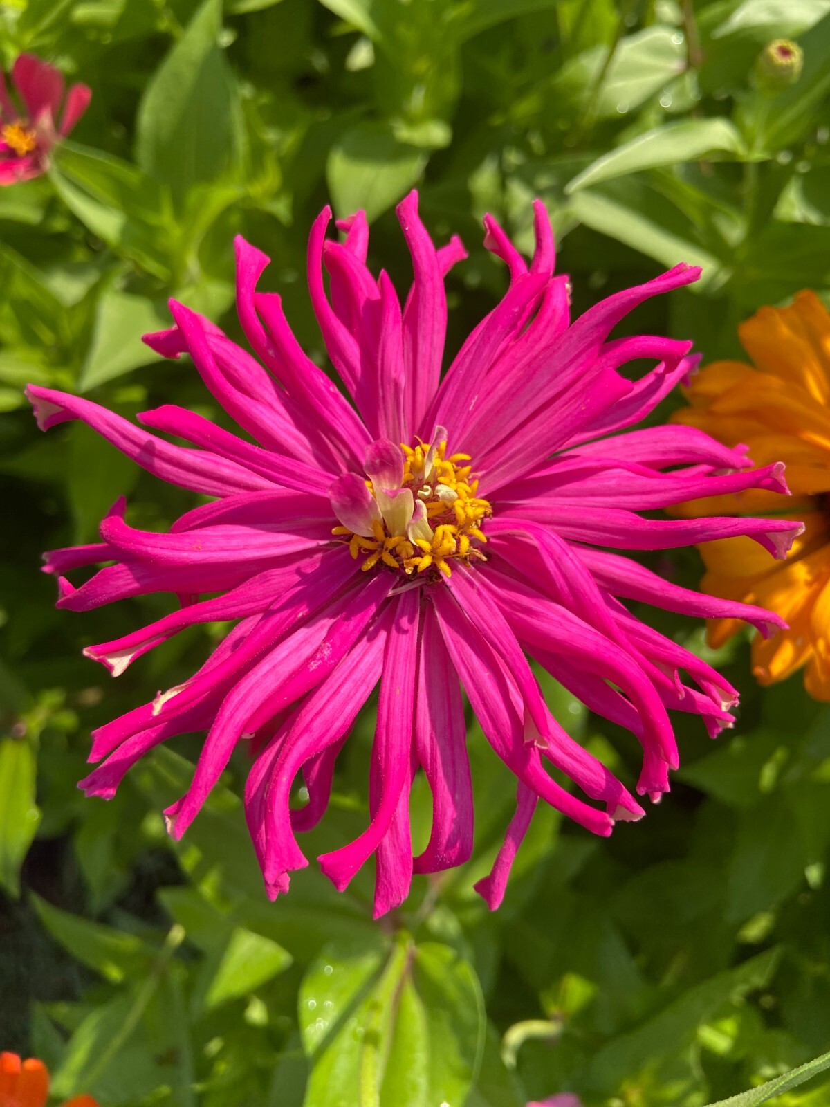 CACTUS ZINNIA – 30 Fresh Seeds – Mixed Colors – GORGEOUS Blooms!! FREE Shipping