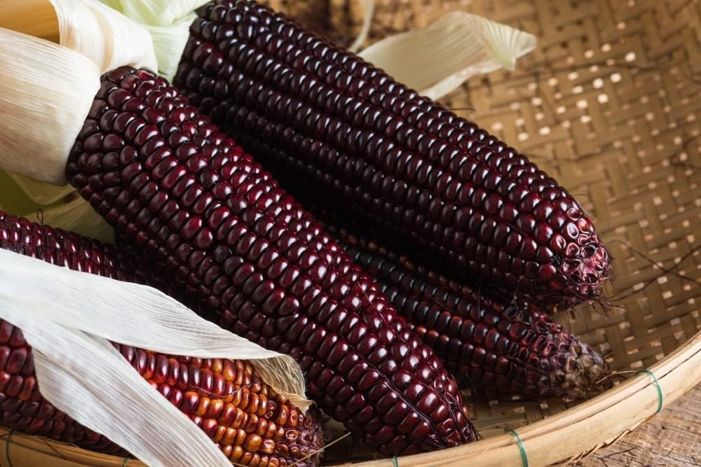 120+ New York Bloody Butcher Corn Seeds ————– NEW CROSS ——— RARE