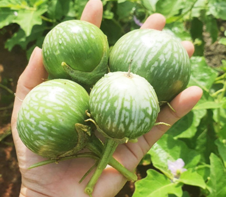 Green Skin Thai Eggplant Seeds – 0.5g per Pack – Vegetable – Cà Dĩa Da Xanh