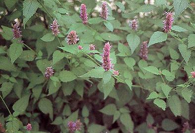 Hyssop Hyssopus officinalis 1,000 seeds
