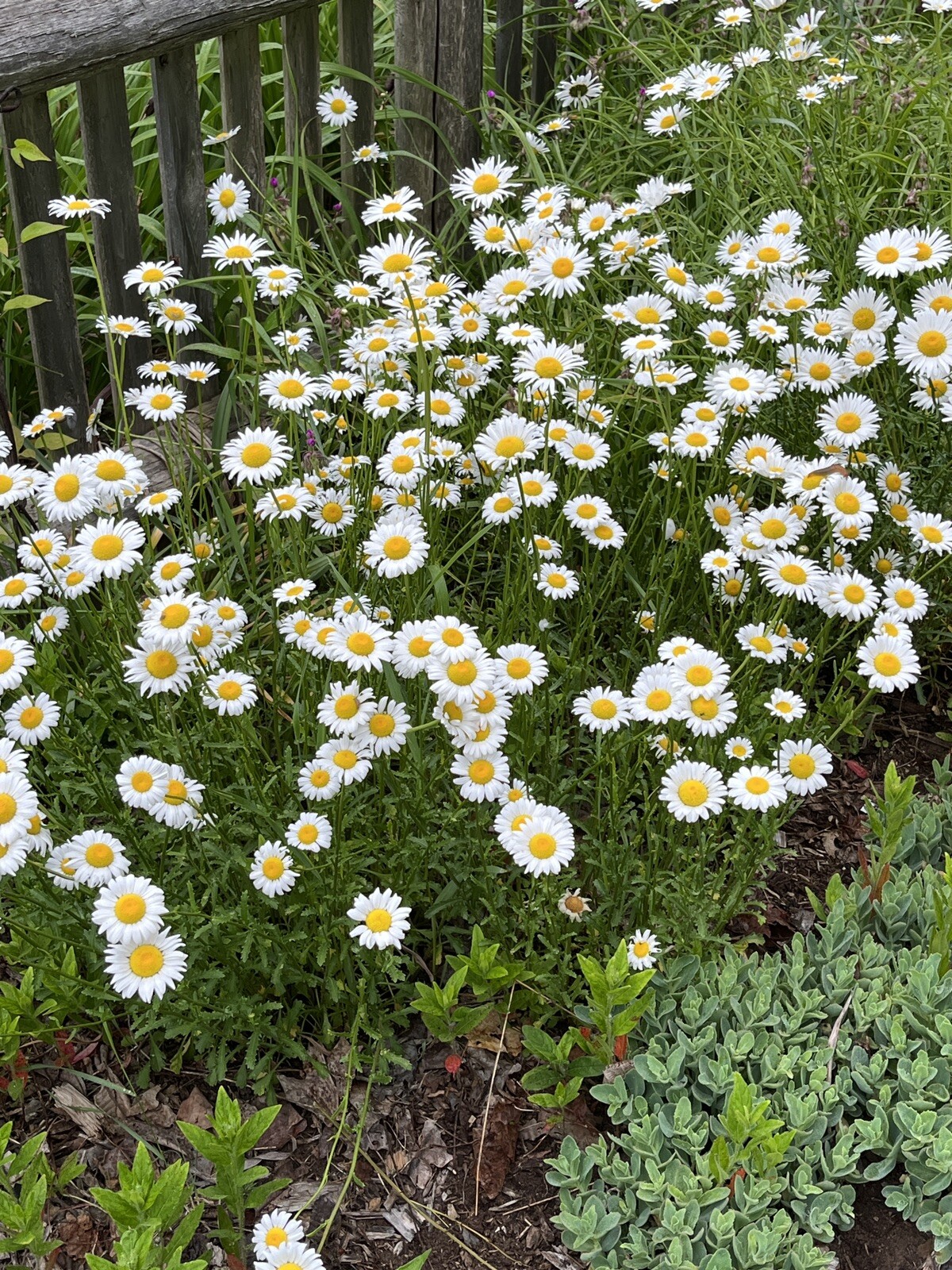 Oxyeye Daisy (Leucanthemum vulgare) Seeds self-seeding annual – 100+ seeds