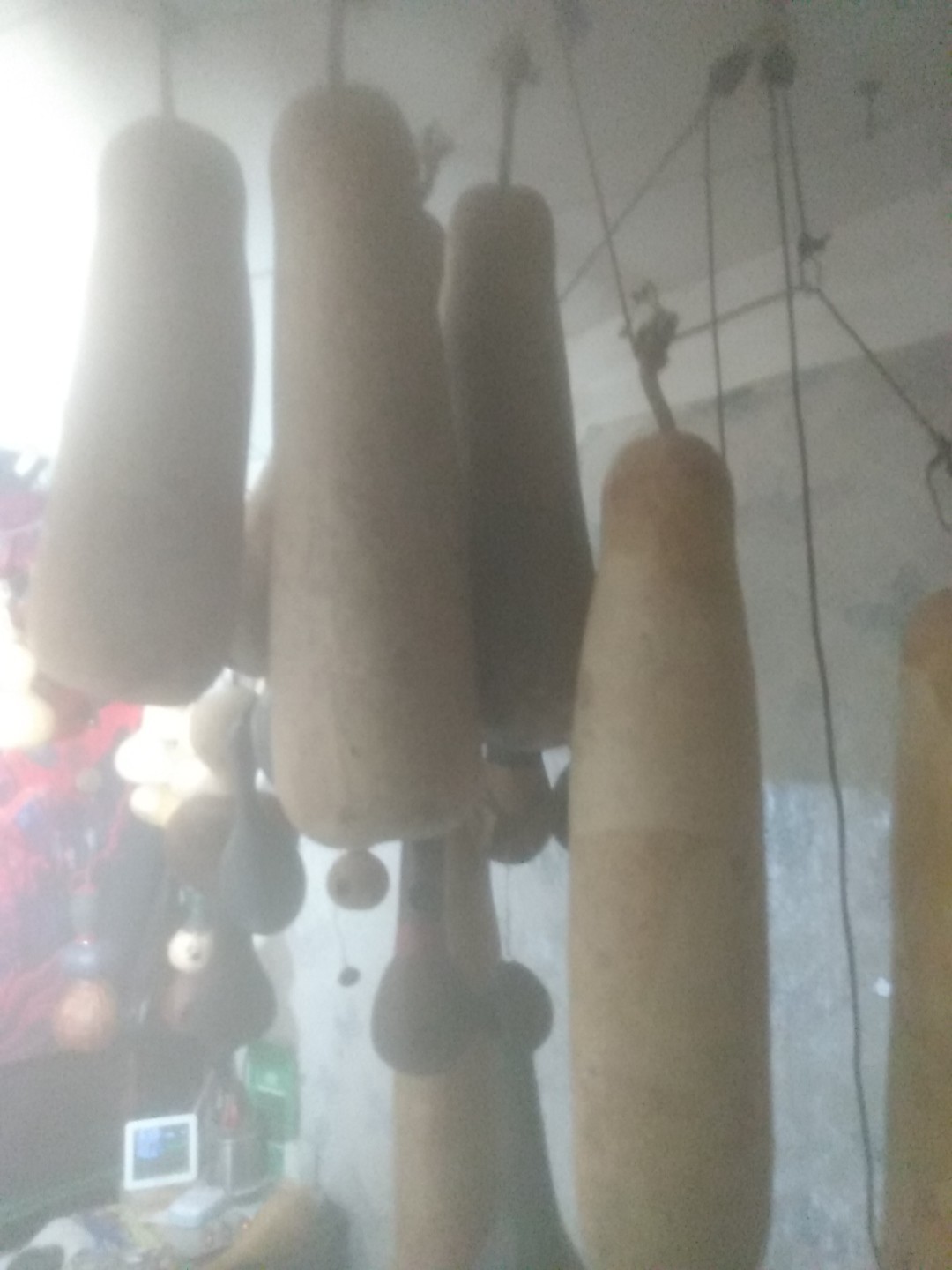 XL Bottle Gourd Nandini F1 Bangladeshi Deshi Lau 19″-23″ Long 5-6″ Wide