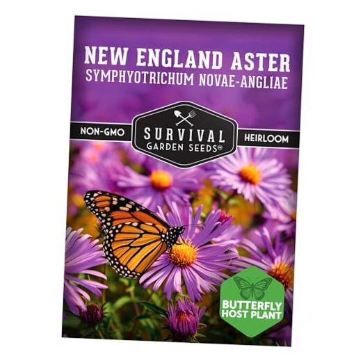 – New England Aster Seeds for Planting | Native Purple Perennial Wildflower 1