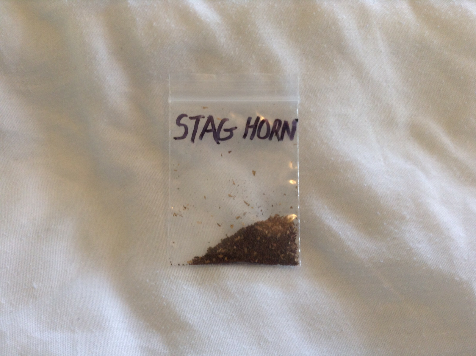 Stag Horn Tobacco – Nicotiana seeds (1000+ per packet)