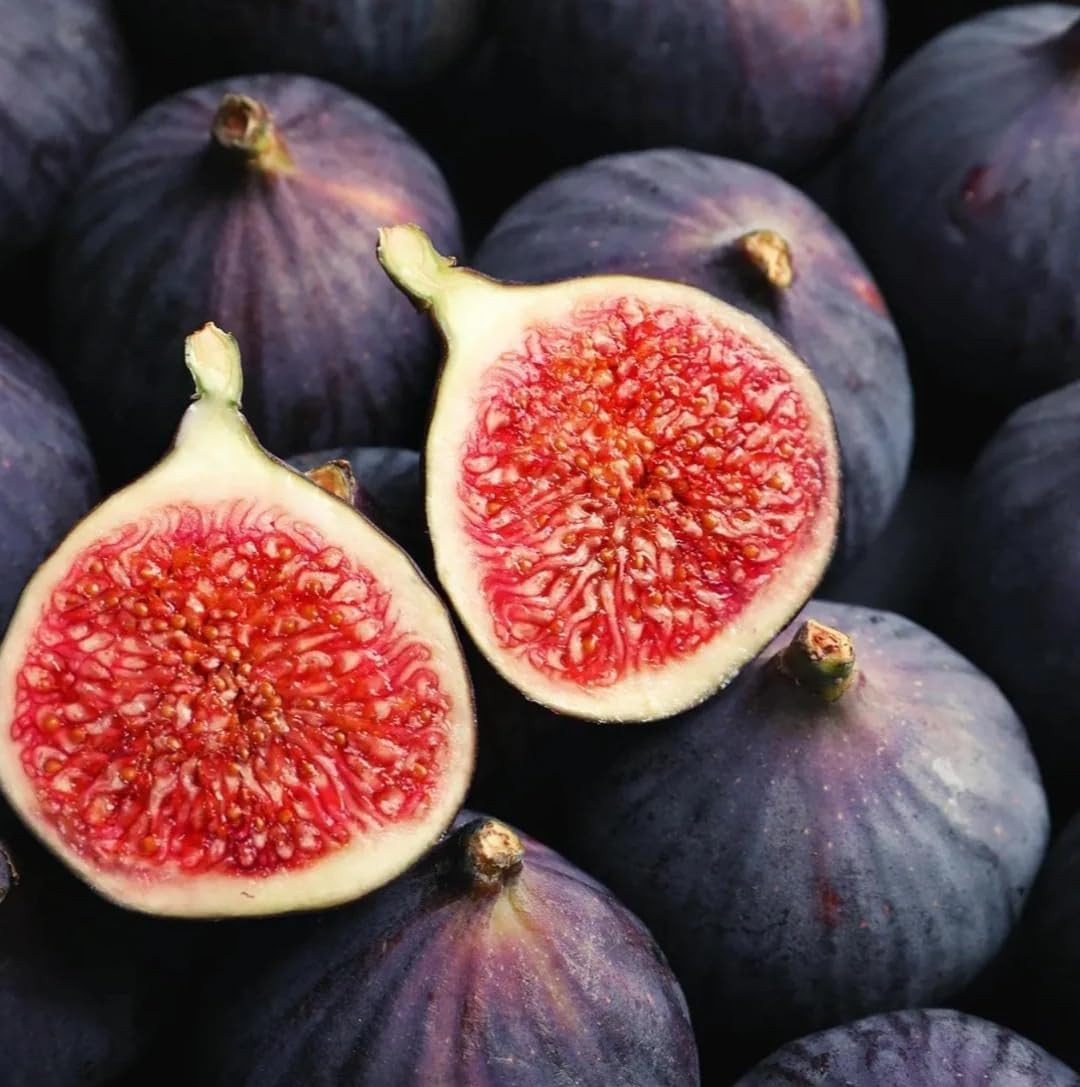 300+Fig Tree Seeds for Planting Outdoor Bonsai-Sweet Fig Fruit Plant in Your …
