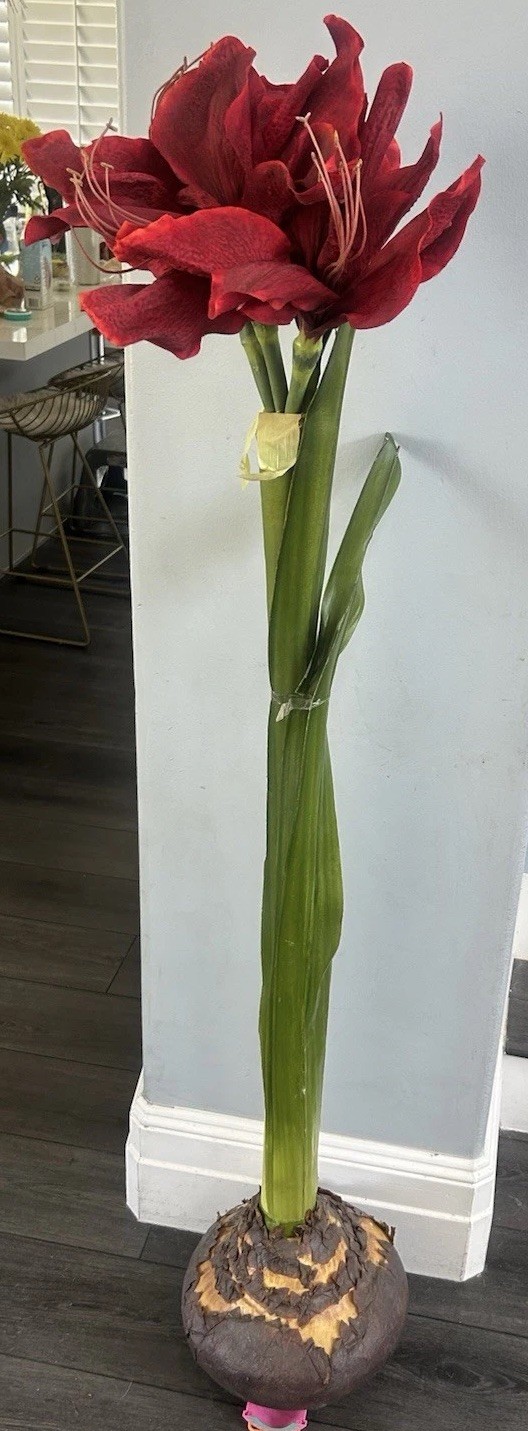 Standing Amaryllis Silk with Bulb in Red Flower Plant Extra Large Wedding Event