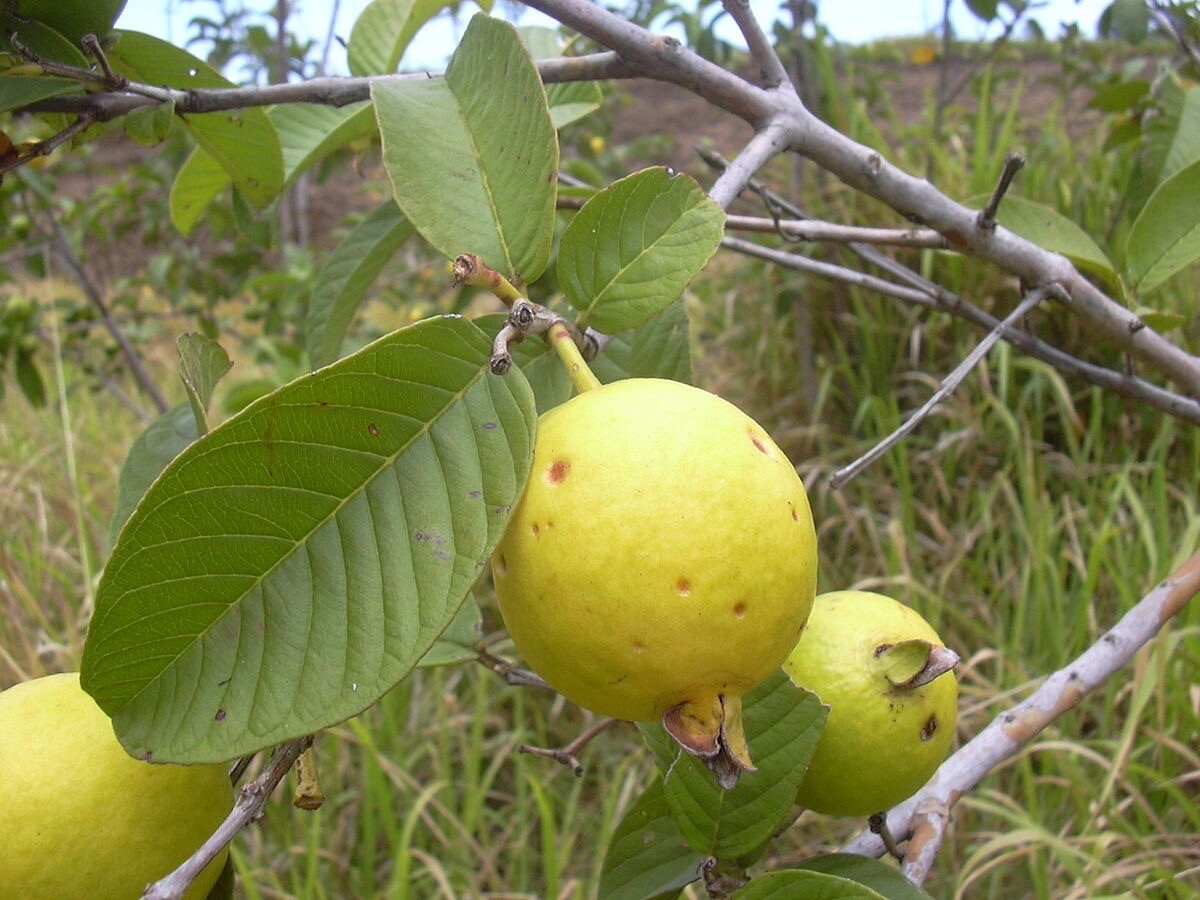 Queen Guava, Large-White-Seedless Guava, Psidium Guajava – 10 Seeds 2024 – USA