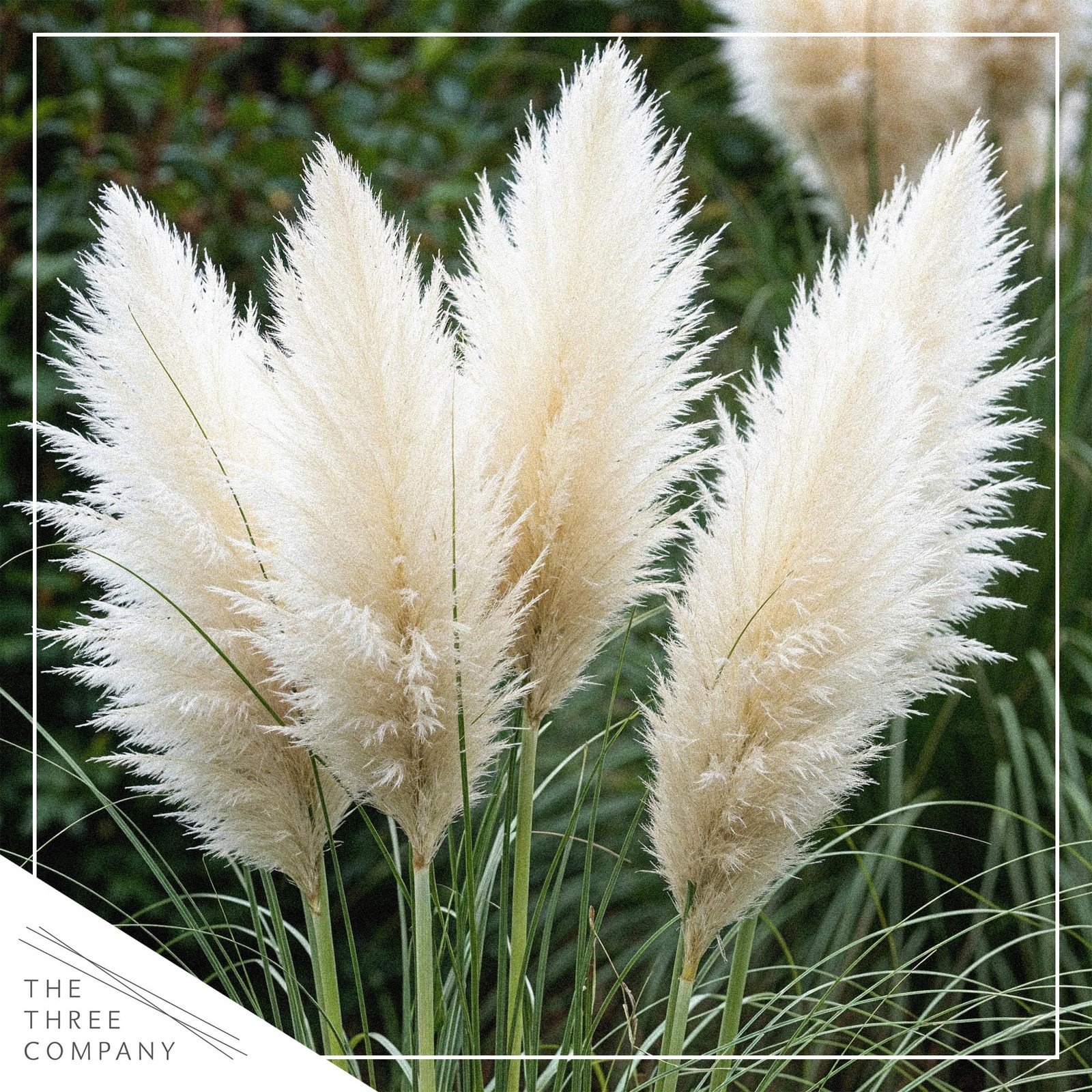 White Pampas Grass 2 Pack 10 Tall Perennial Accent Plant in 1.5 Qt Pot