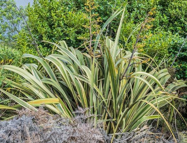 Phormium tenax ‘variegatum’ | New Zealand Flax | 20 Seeds