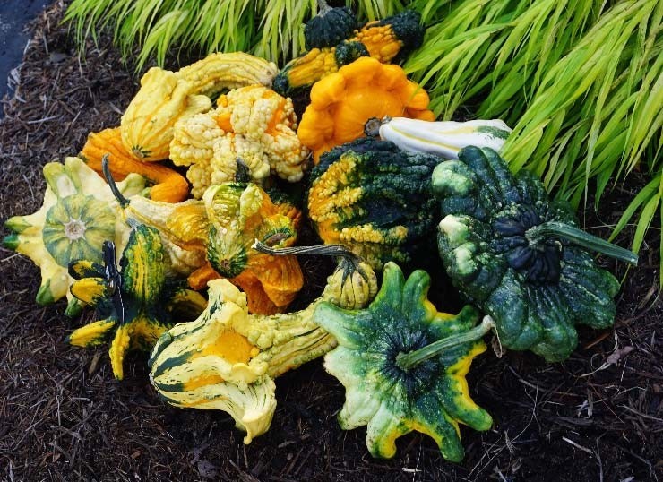Gourd Seed: Crowns Gourds Seeds 12+ Seeds Fresh Seed FREE Shipping