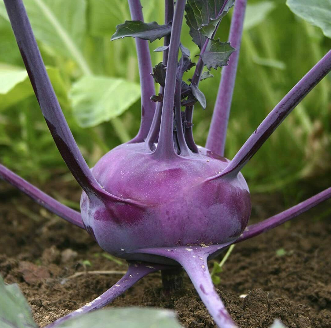 Purple Vienna Kohlrabi Seeds | German Turnip Stem Cabbage Vegetable Seed 2024