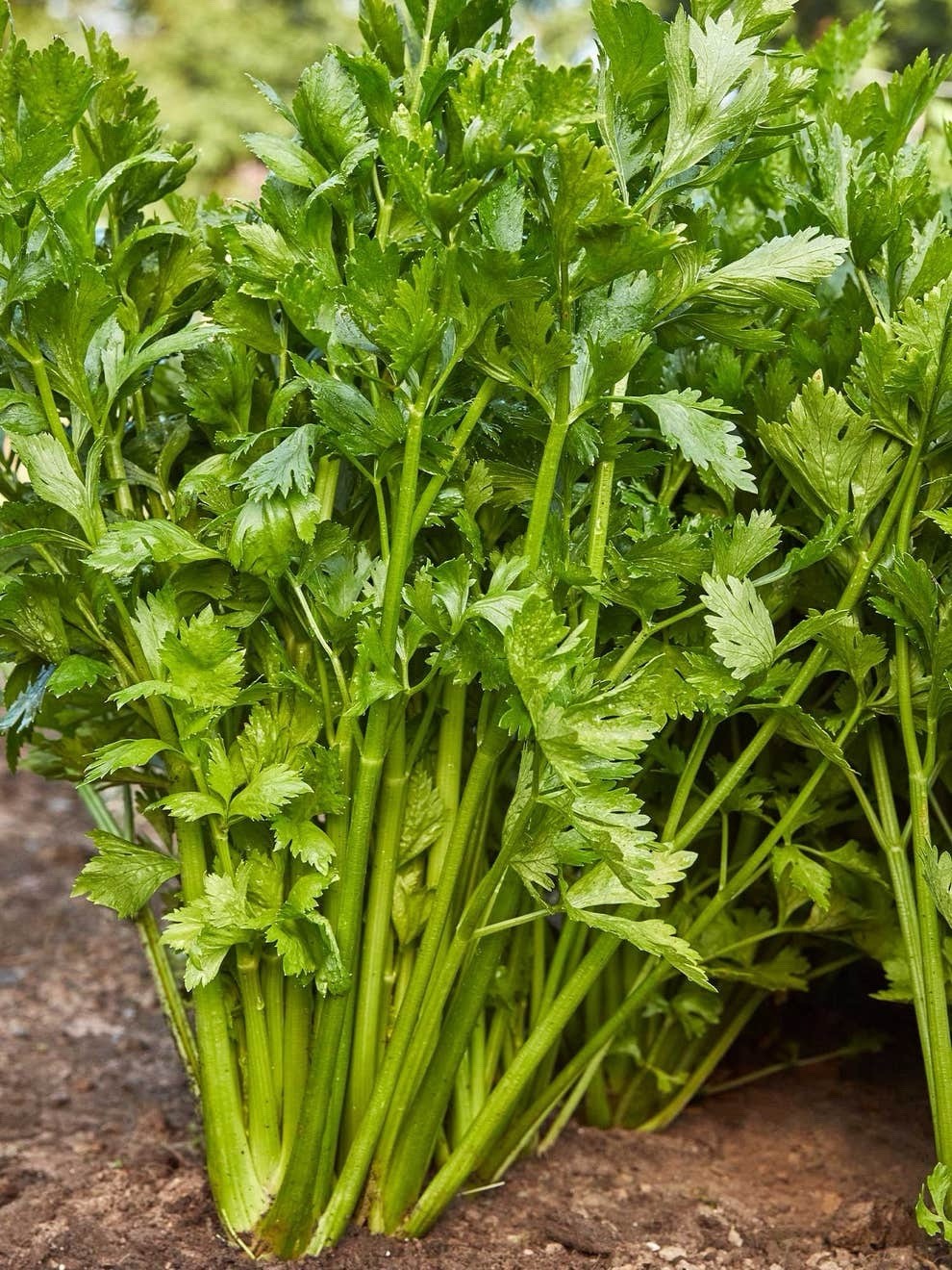 Celery Seeds, Tall Utah Heirloom, Non-GMO, Crisp & Flavorful, Free Shipping