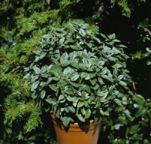 Basil Seeds 50 Basil Patio Key Lime Herb Seeds Ornamental Basil