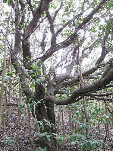 Psidium cattleyanum | Cattley, Cherry, Purple, or Strawberry Guava | 10 Seeds