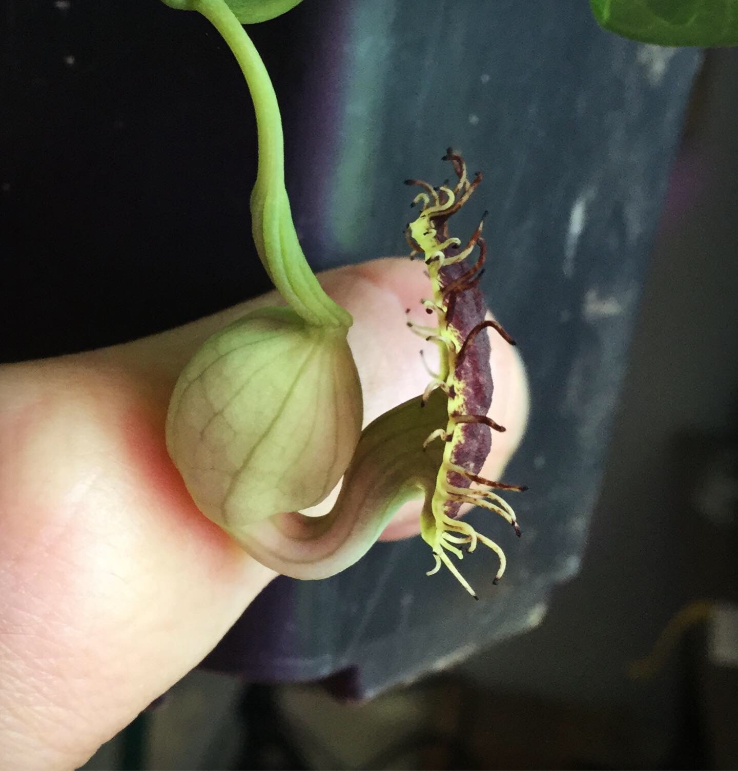Aristolochia fimbriata Seeds, Pipevine Flowering Vine Plant, Ornamental