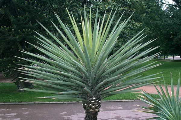 Banana yucca, Yucca baccata, Shrub Seeds (Hardy, Edible, Showy)