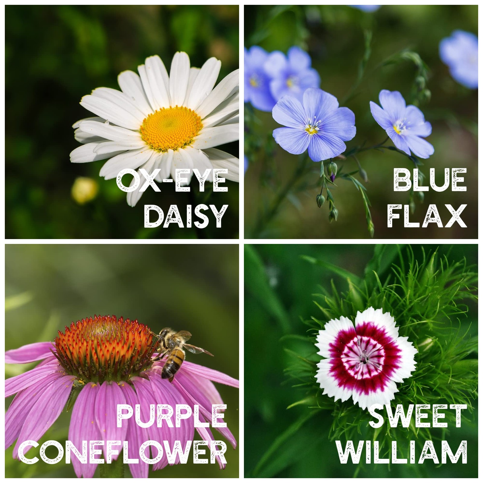 “Annual Wildflower Seed Mix – 1 lb, 16,000+ Seeds, 21 Varieties for Pollinators”