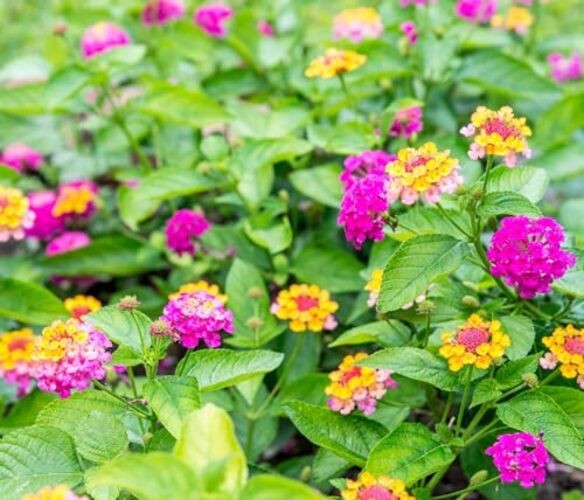 50 pcs Lantana Flower Seeds – Colorful Perennial Seeds | Drought-Tolerant,