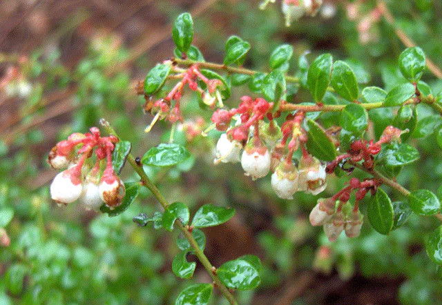 Vaccinium myrsinites | Florida Evergreen Blueberry | Shiny Blueberry | 20 Seeds