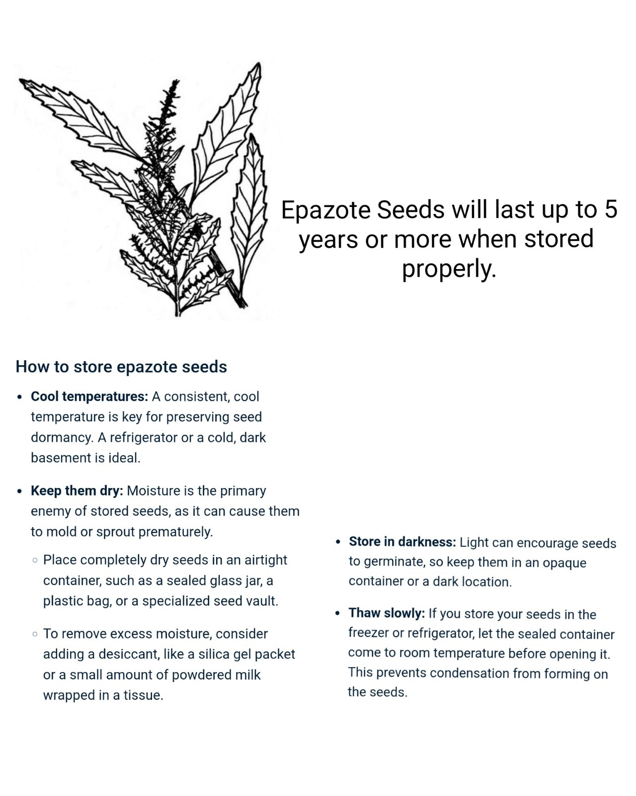 100,000+ Organic Epazote Seeds (1 Oz.)