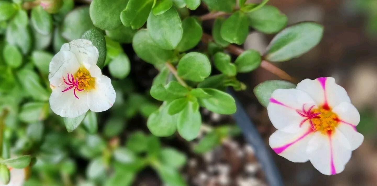 Pink Lady Portulaca Purslane Flower Seeds