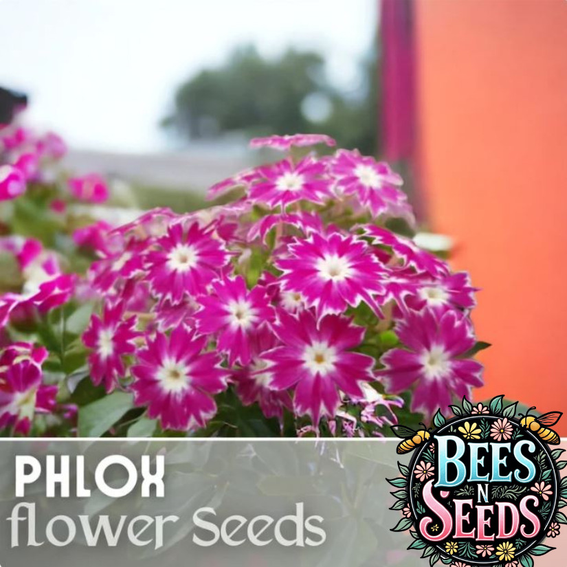 Phlox Seeds – 125 Seeds – Magenta Star – Garden Bloom Annual Flower Seeds