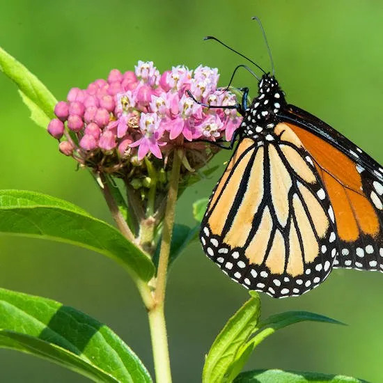 MILKWEED SEEDS Common WILD 10 SEEDS (LETS SAVE THE MONARCH BUTTERFLIES TOGETHER