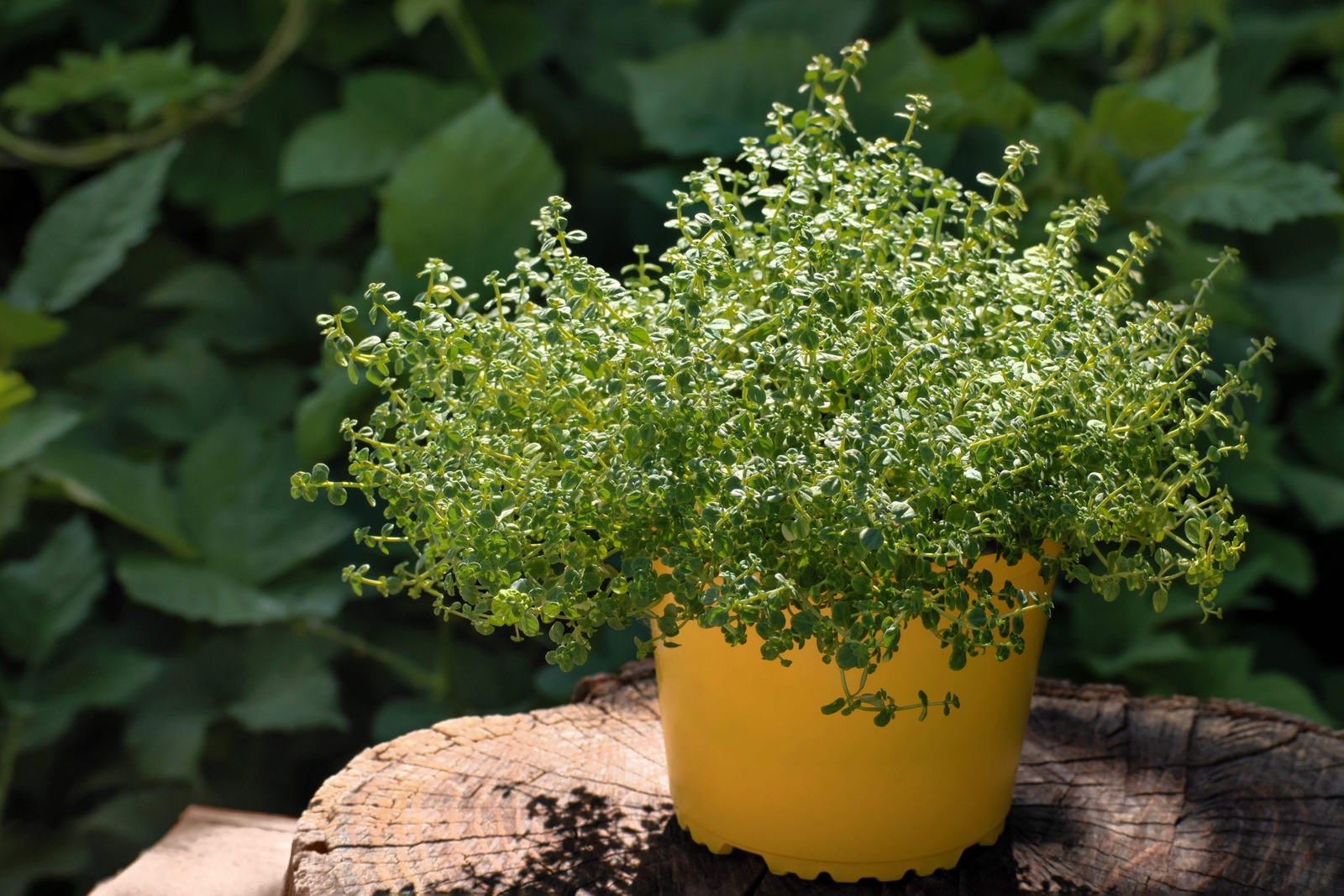 1000 THYME Common English German French Garden Winter Thymus Vulgaris Herb Seeds