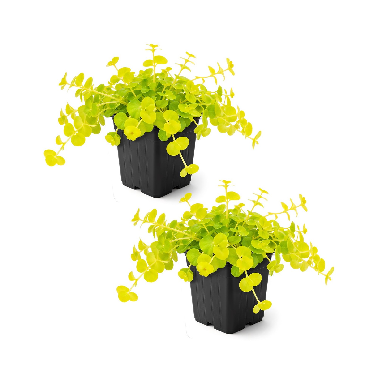 Creeping Jenny Live Plant (Lysimachia nummularia) – 2 Plants Per Pack – Healt…