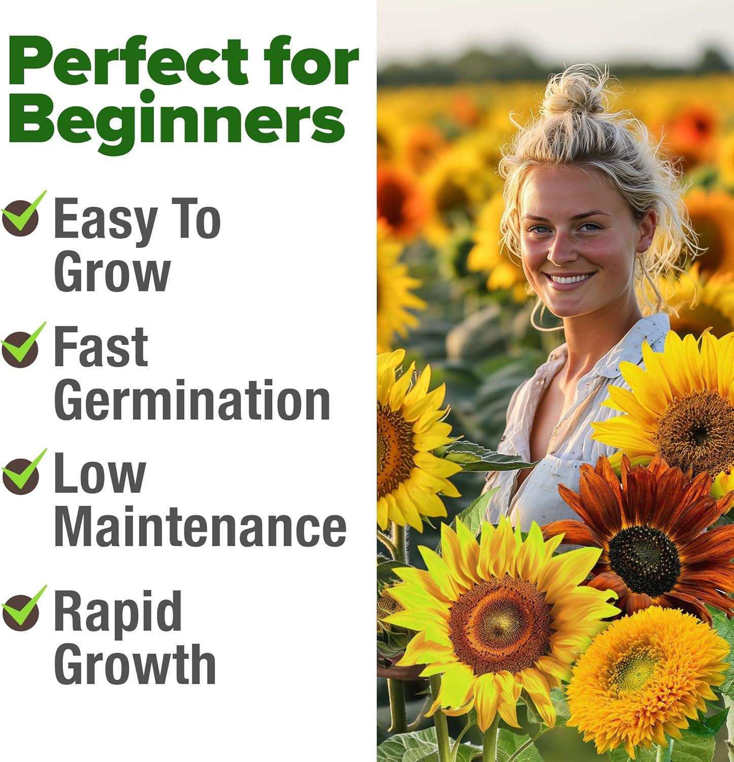 Sunflower Seeds Mix Pack 1,500+ 9 Colorful Varieties of Sun Flower