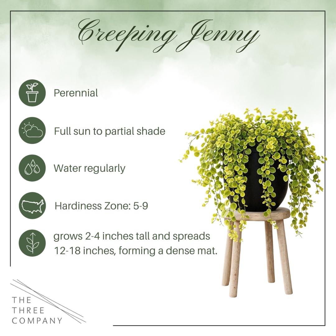 Creeping Jenny Live Plant (Lysimachia nummularia) – 2 Plants Per Pack – Healt…