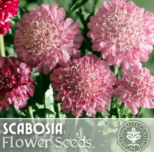 Pink Mist Scabiosa Seeds 75+ Seeds Mum Flower, Flower Seeds, Annual