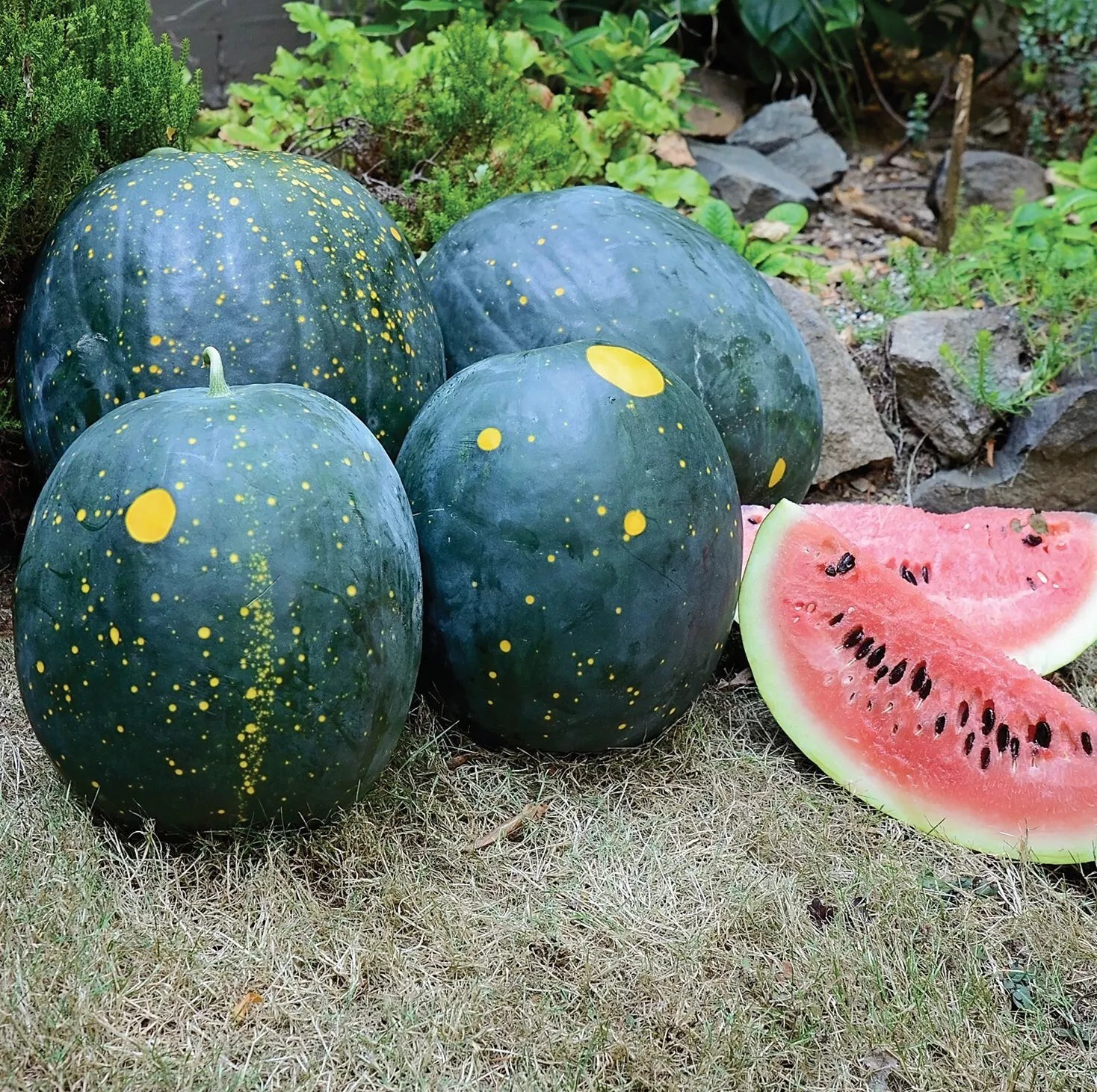 20 Moon and Stars Red Watermelon Seeds – Heirloom – Organic – NON GMO 15/25 lbs