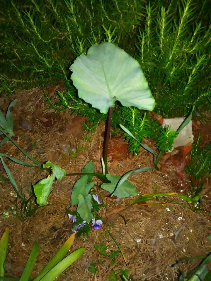 3 Alocasia Elephant Ear Bulb/Rhizomes- Ready To plant
