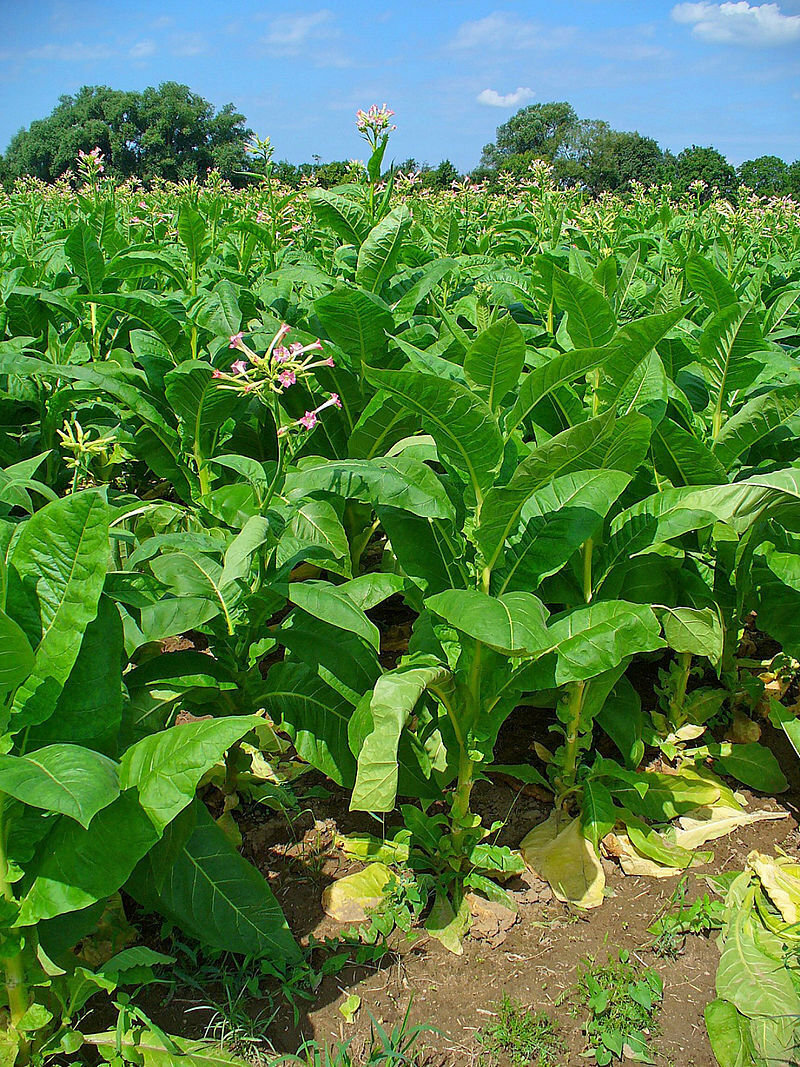 1000 Golden Harvest Tobacco Seeds ~ Heirloom Nicotiana Tabacum ~ Fast grow